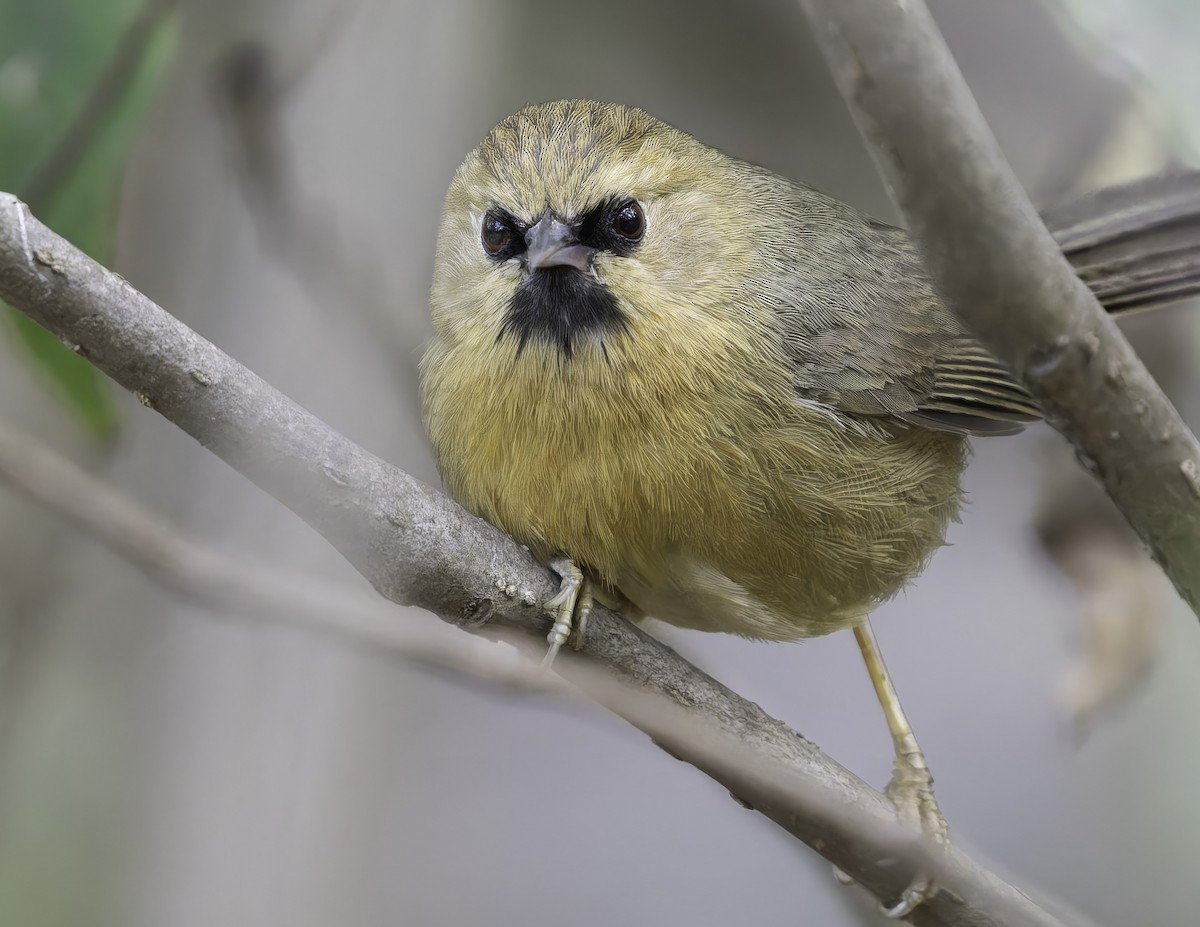 Black-chinned Babbler - ML618048202