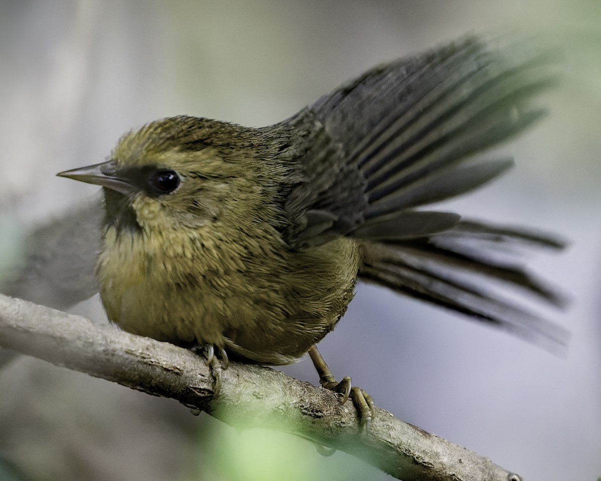 Black-chinned Babbler - ML618048203