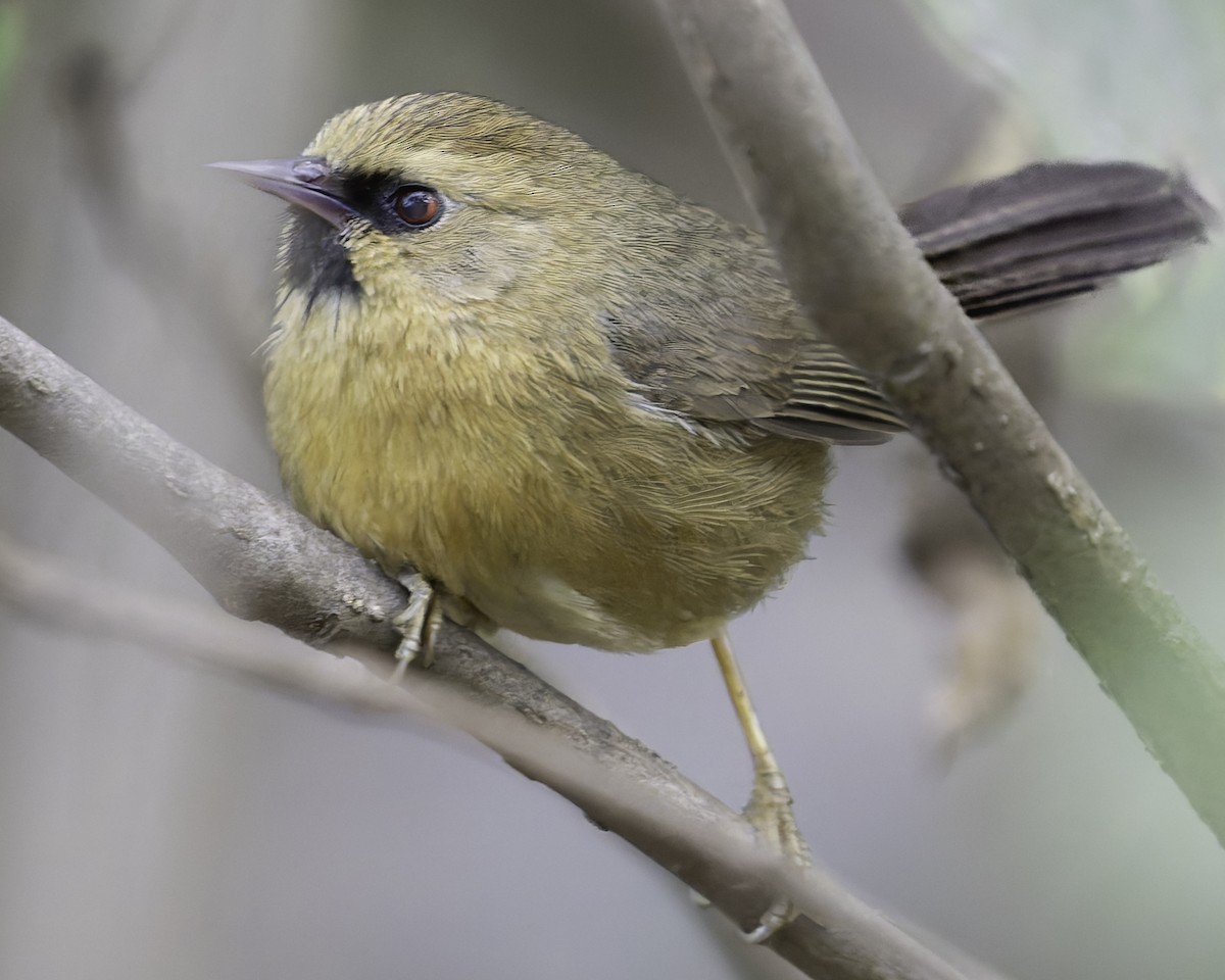 Black-chinned Babbler - ML618048204