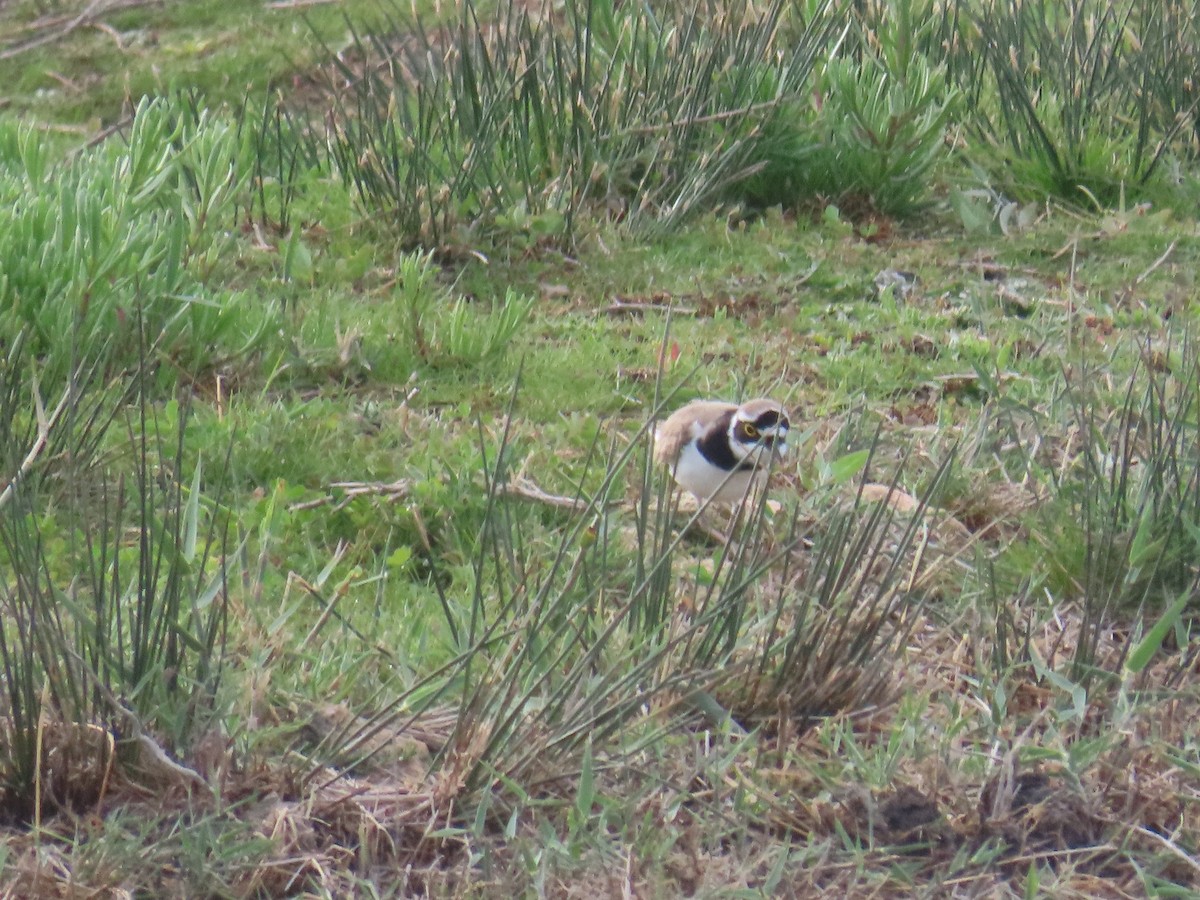 Little Ringed Plover - ML618048209