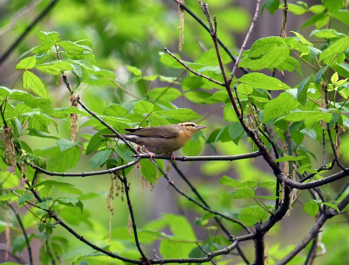 Worm-eating Warbler - Joe Gula