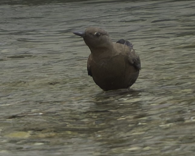 Brown Dipper - ML618048258