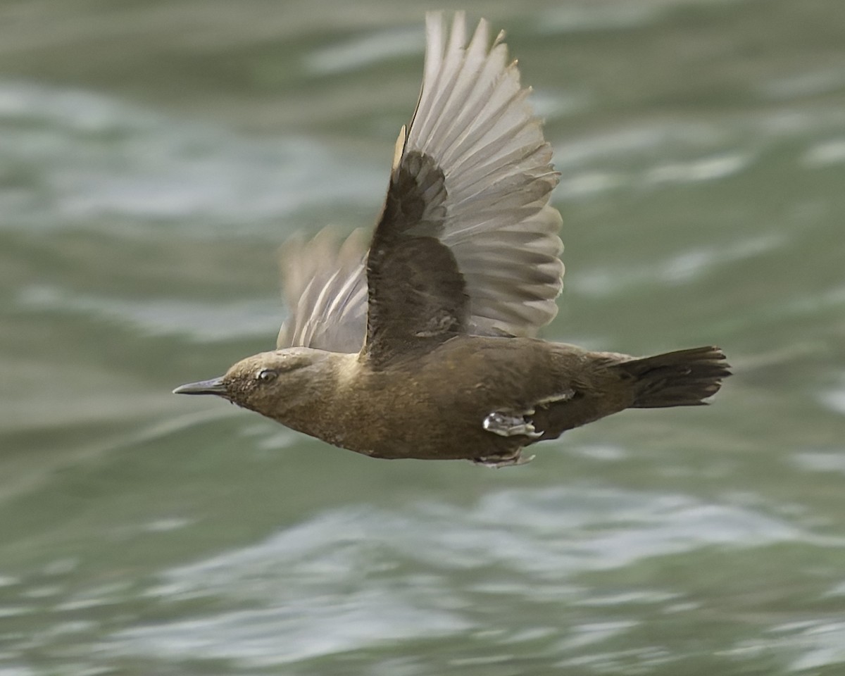 Brown Dipper - ML618048259