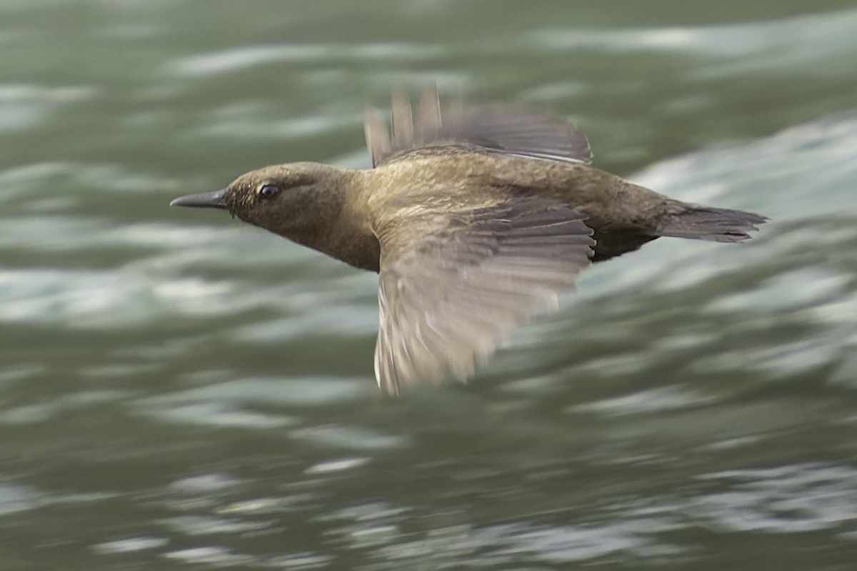 Brown Dipper - ML618048262