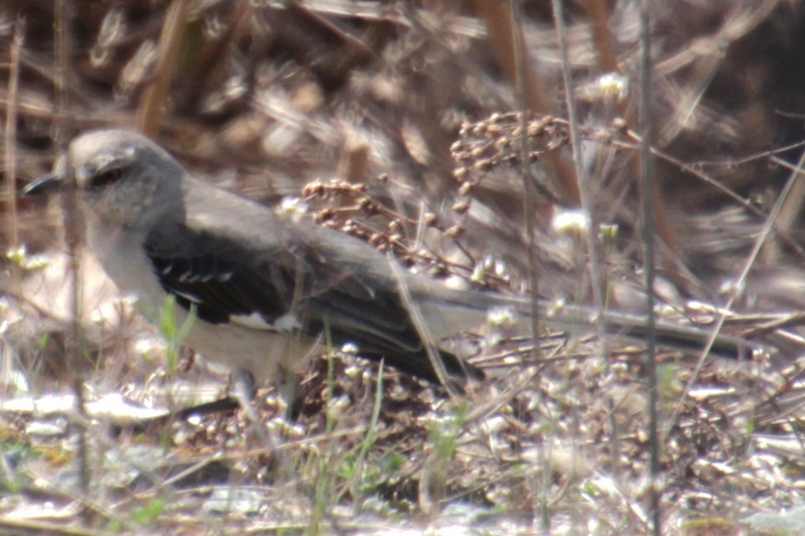 Northern Mockingbird - ML618048286