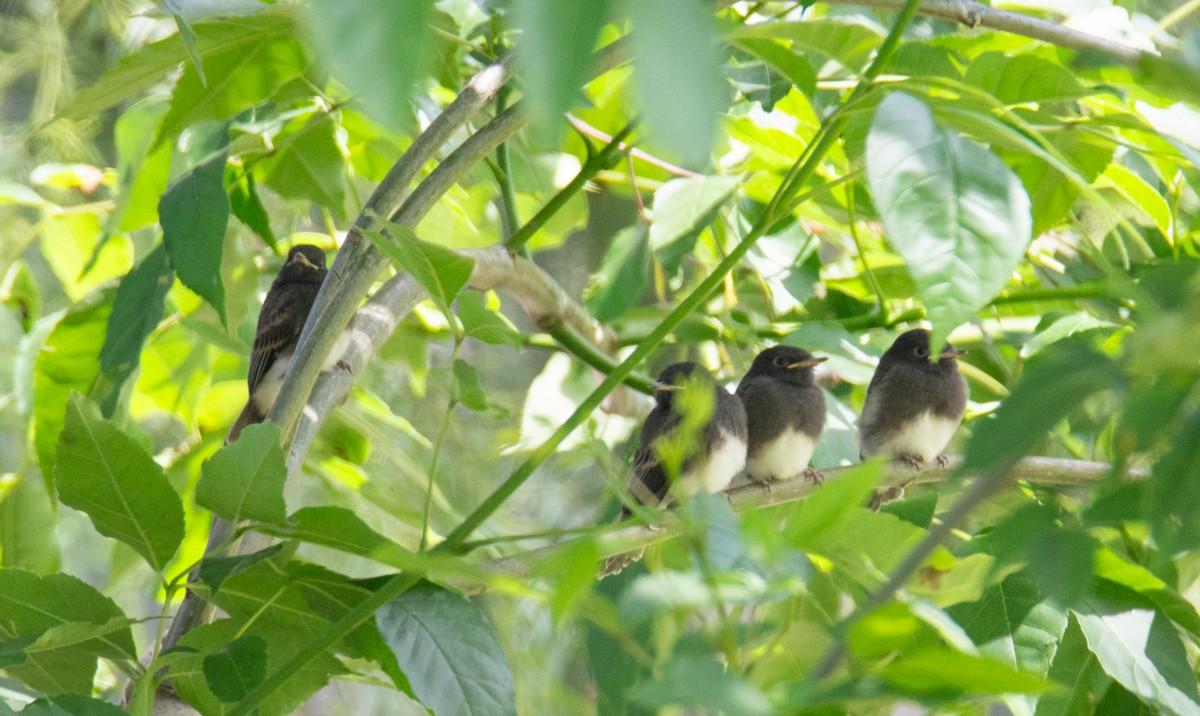 Black Phoebe - Kim Moore