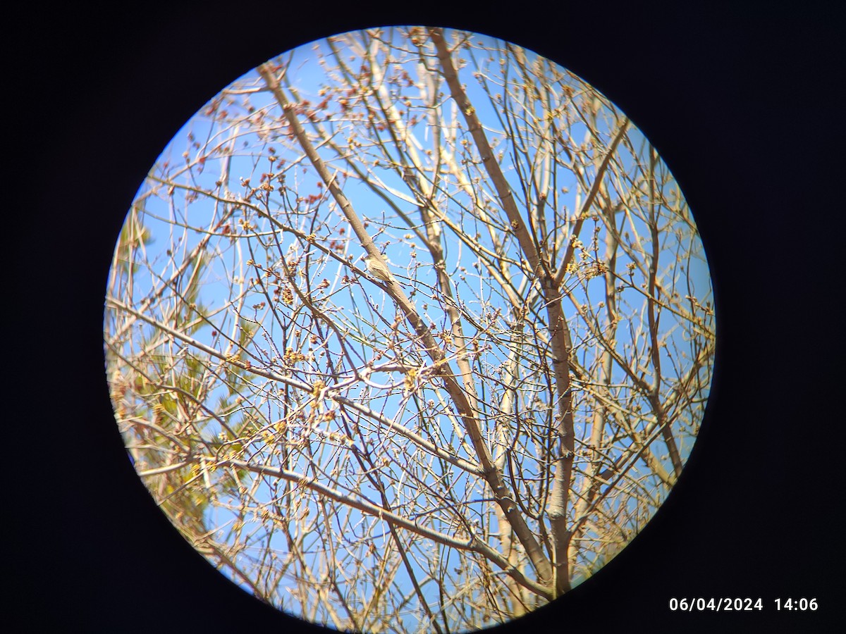 Eastern Phoebe - ML618048312