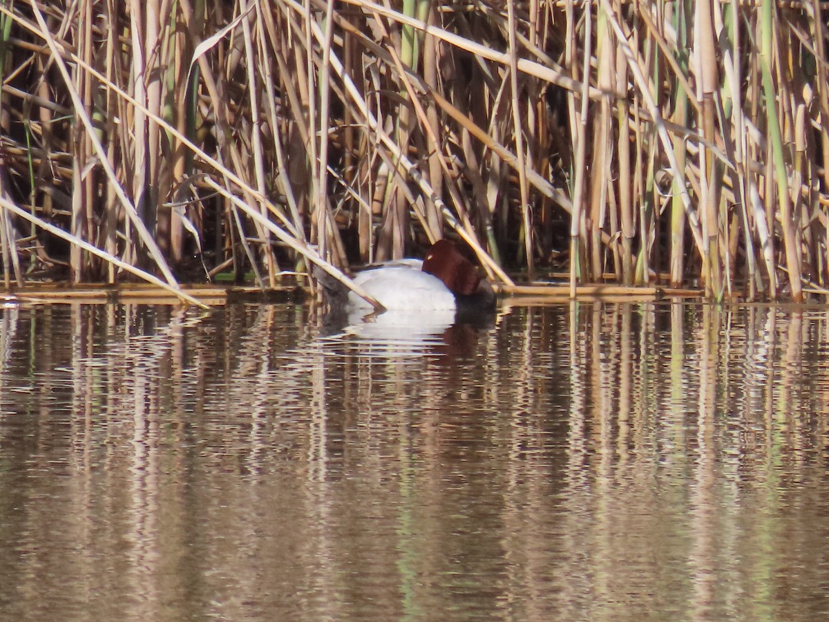 Common Pochard - Larry & Patty Marsh