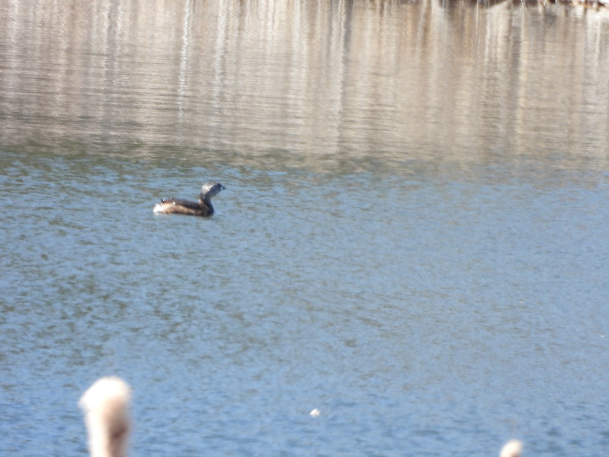 Pied-billed Grebe - ML618048359