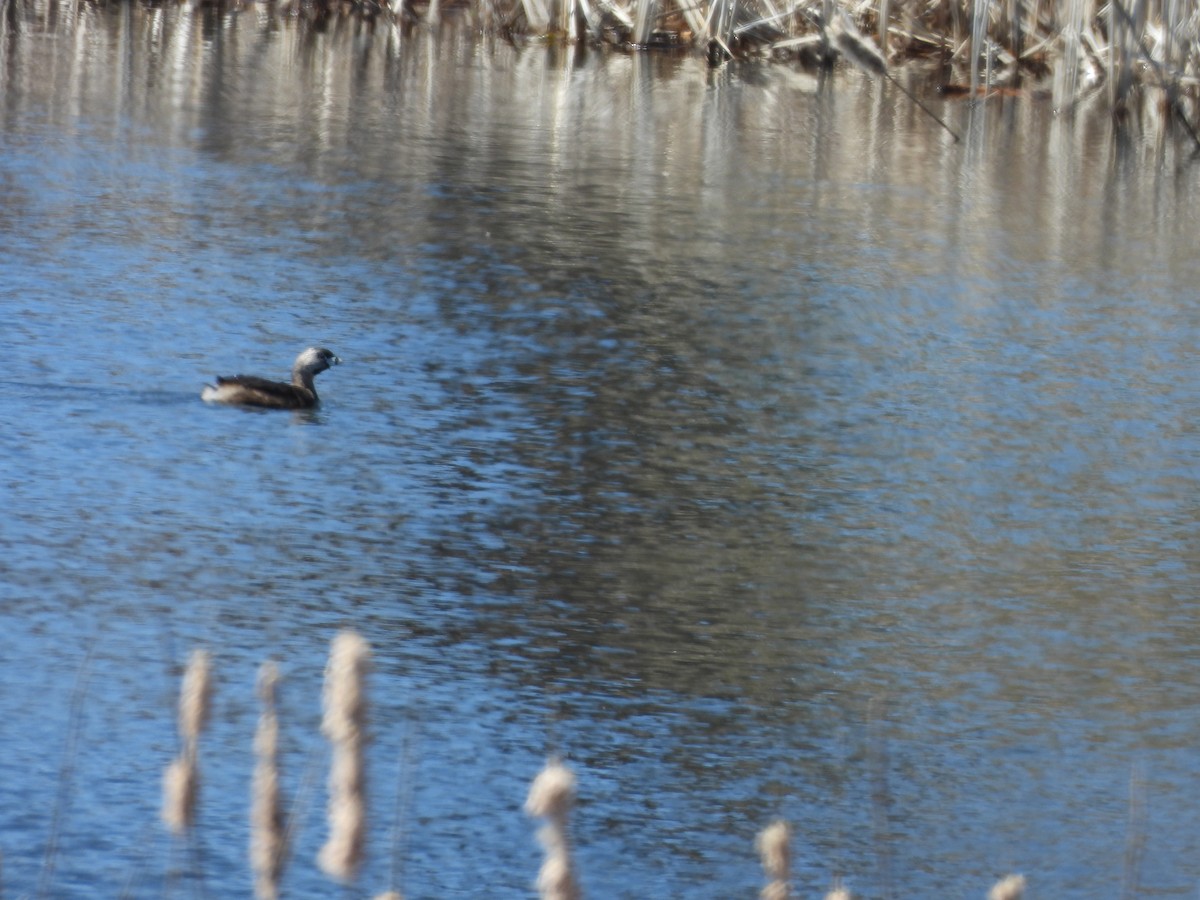 Pied-billed Grebe - ML618048361