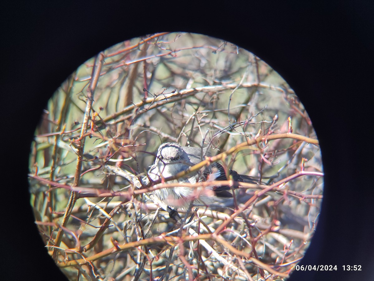 Northern Mockingbird - ML618048362