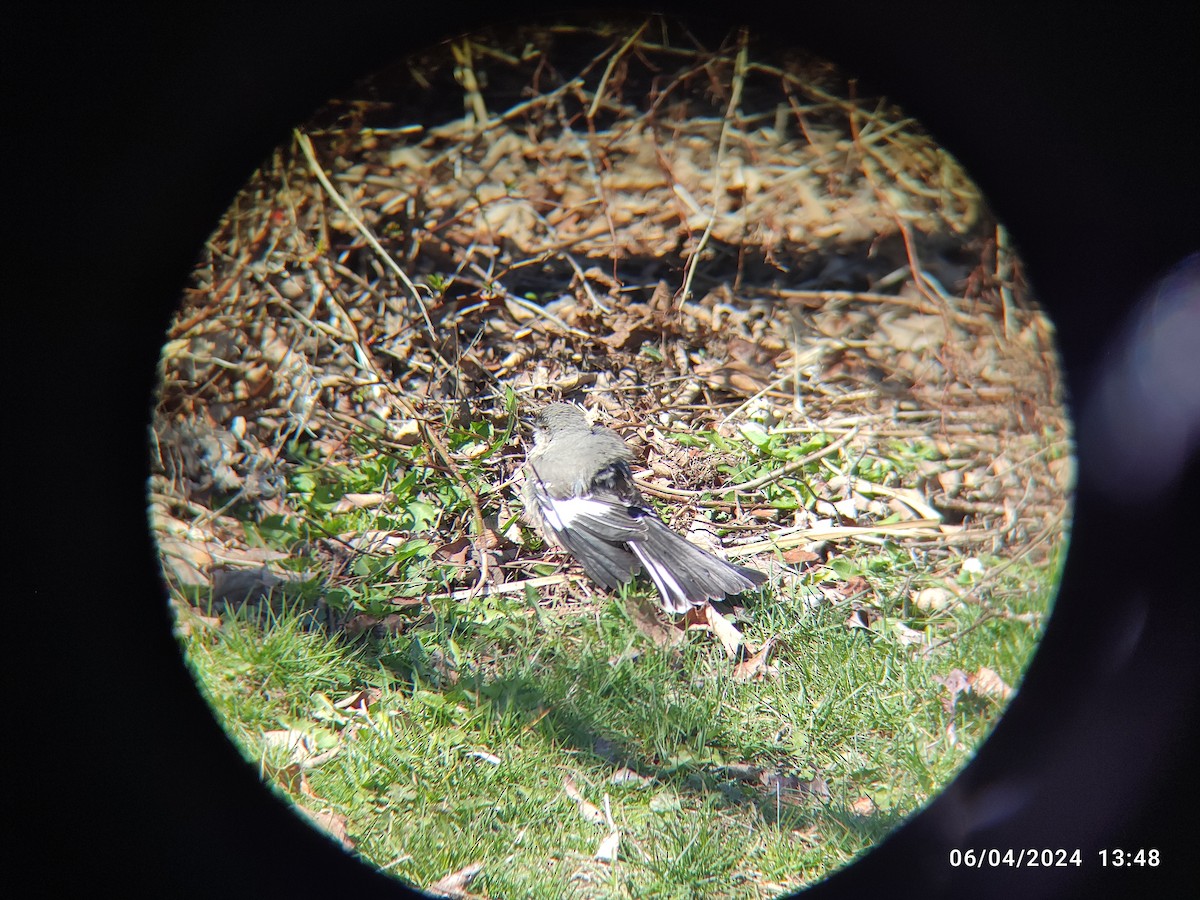 Northern Mockingbird - ML618048363