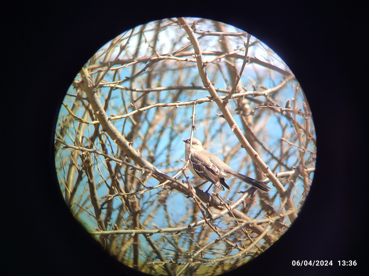 Northern Mockingbird - ML618048364