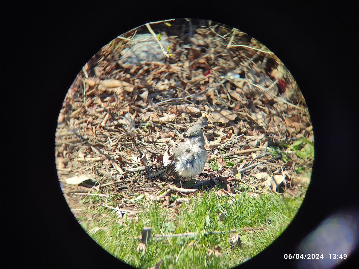 Northern Mockingbird - ML618048365