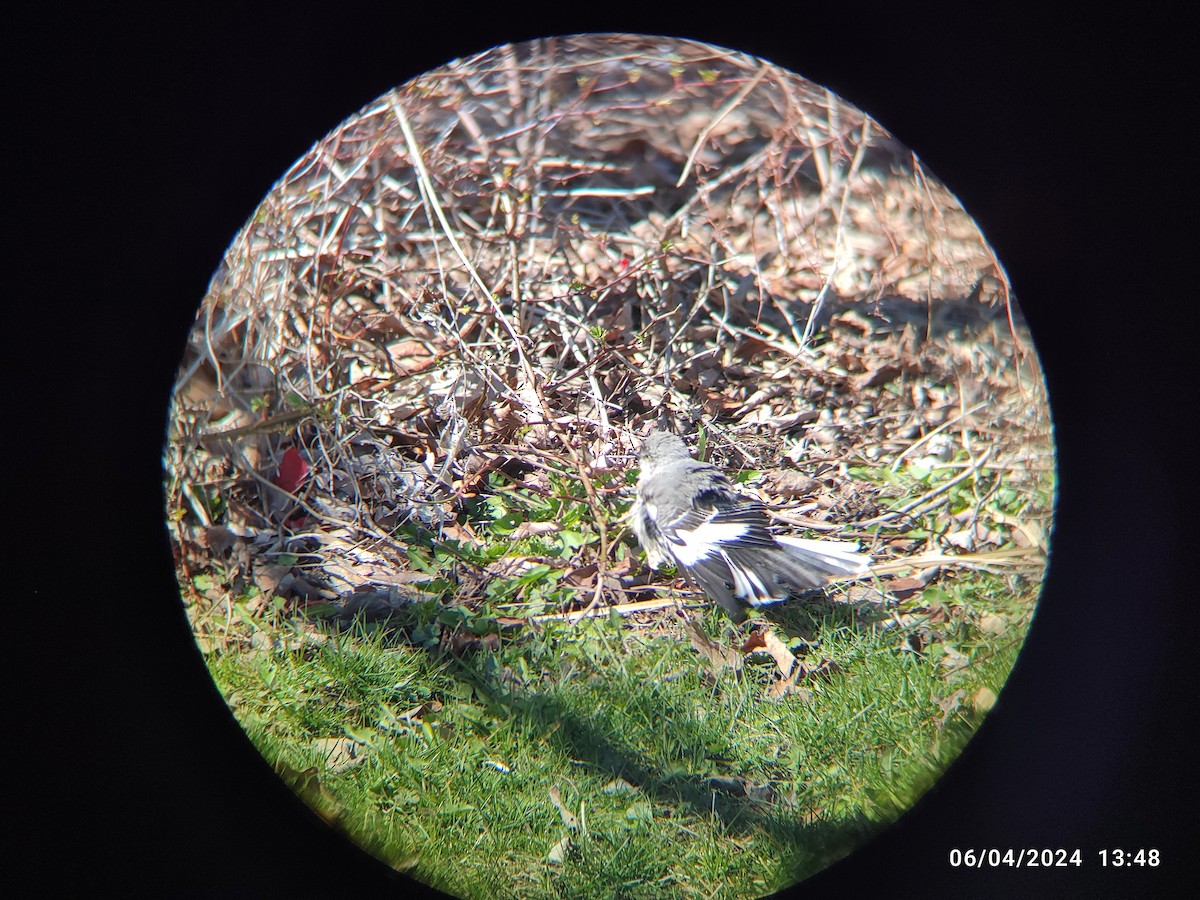 Northern Mockingbird - ML618048369