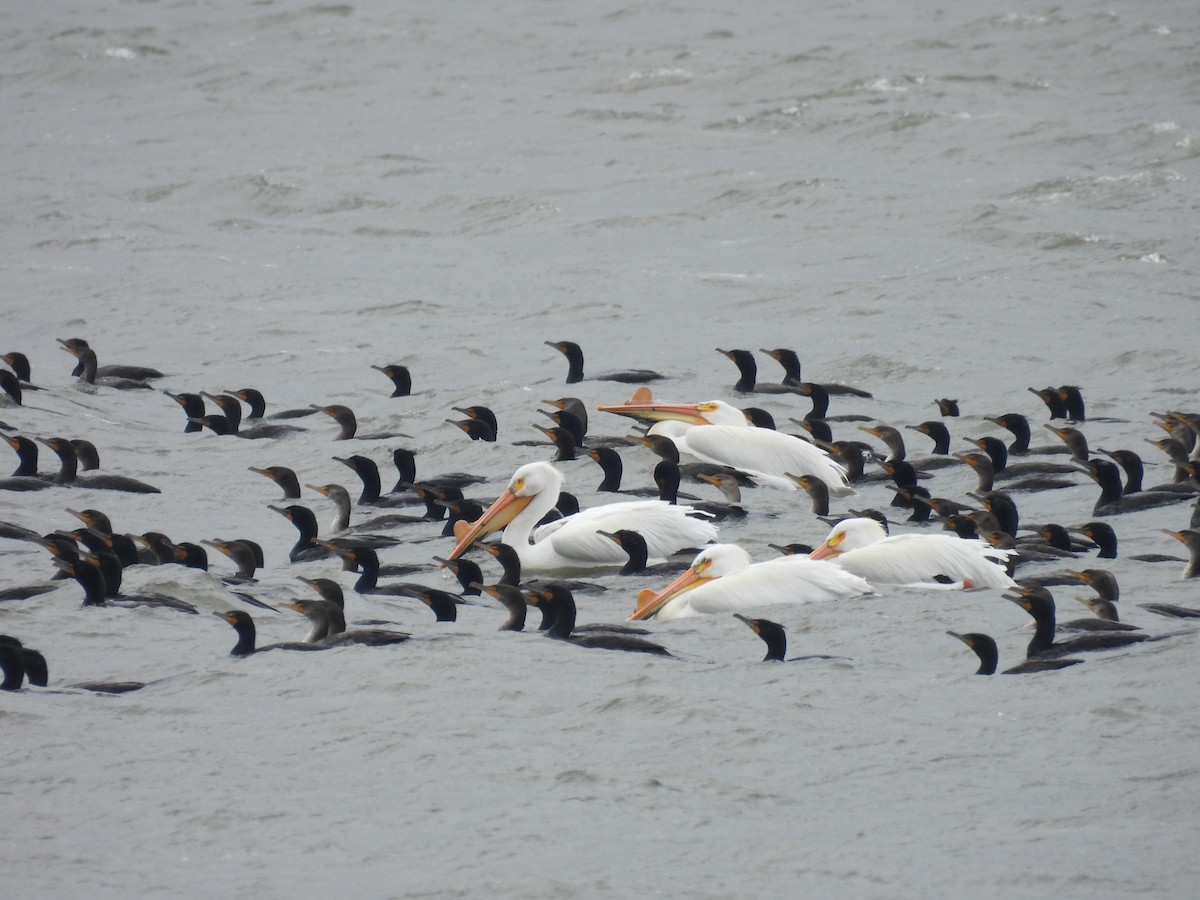 American White Pelican - ML618048378