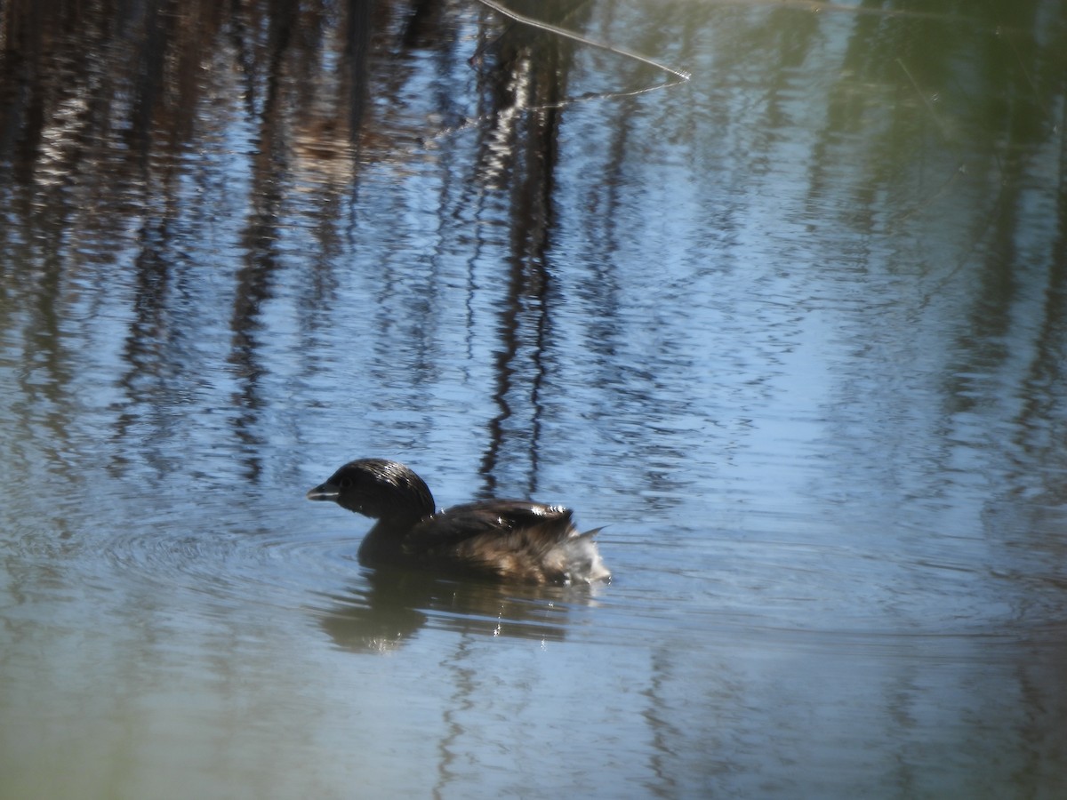 Pied-billed Grebe - ML618048381