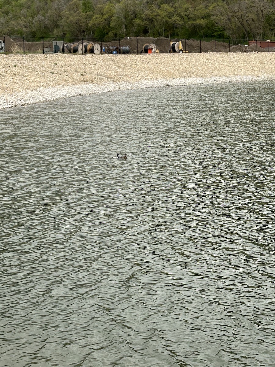 Ring-necked Duck - ML618048434