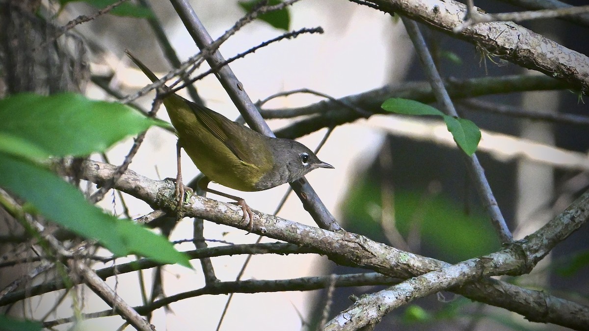 MacGillivray's Warbler - Jose V. Padilla-Lopez, M.D.