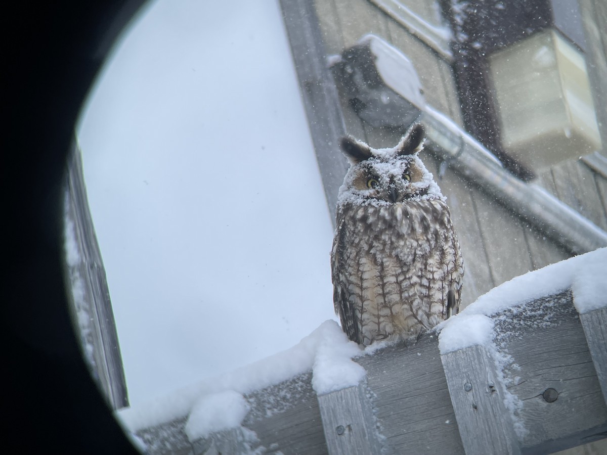 Long-eared Owl - Andra Florea