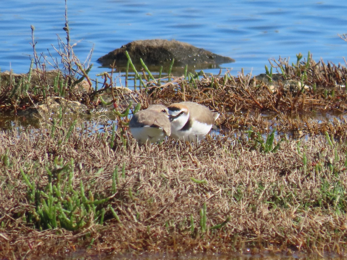 Kentish Plover - ML618048466