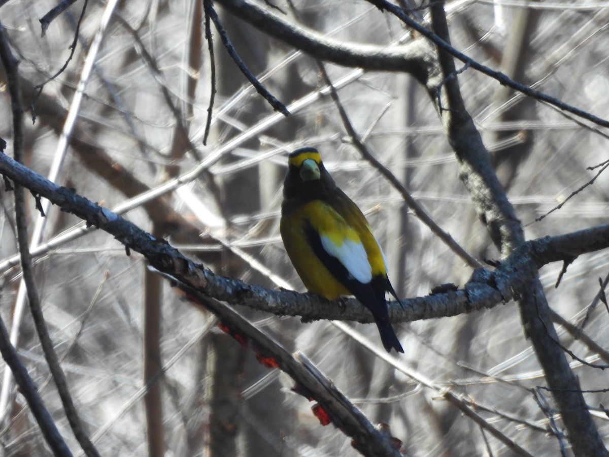 Evening Grosbeak - ML618048470