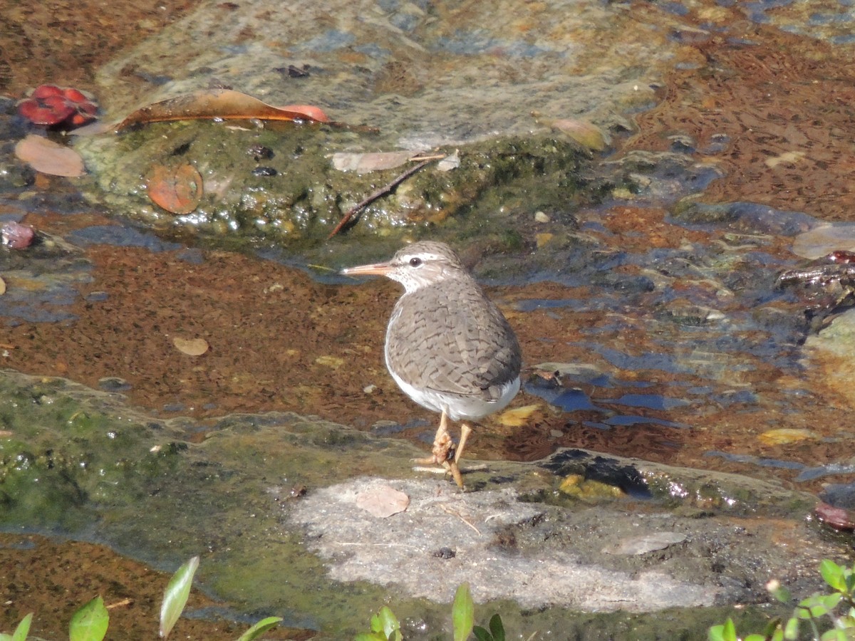 Spotted Sandpiper - Carolina Dávila