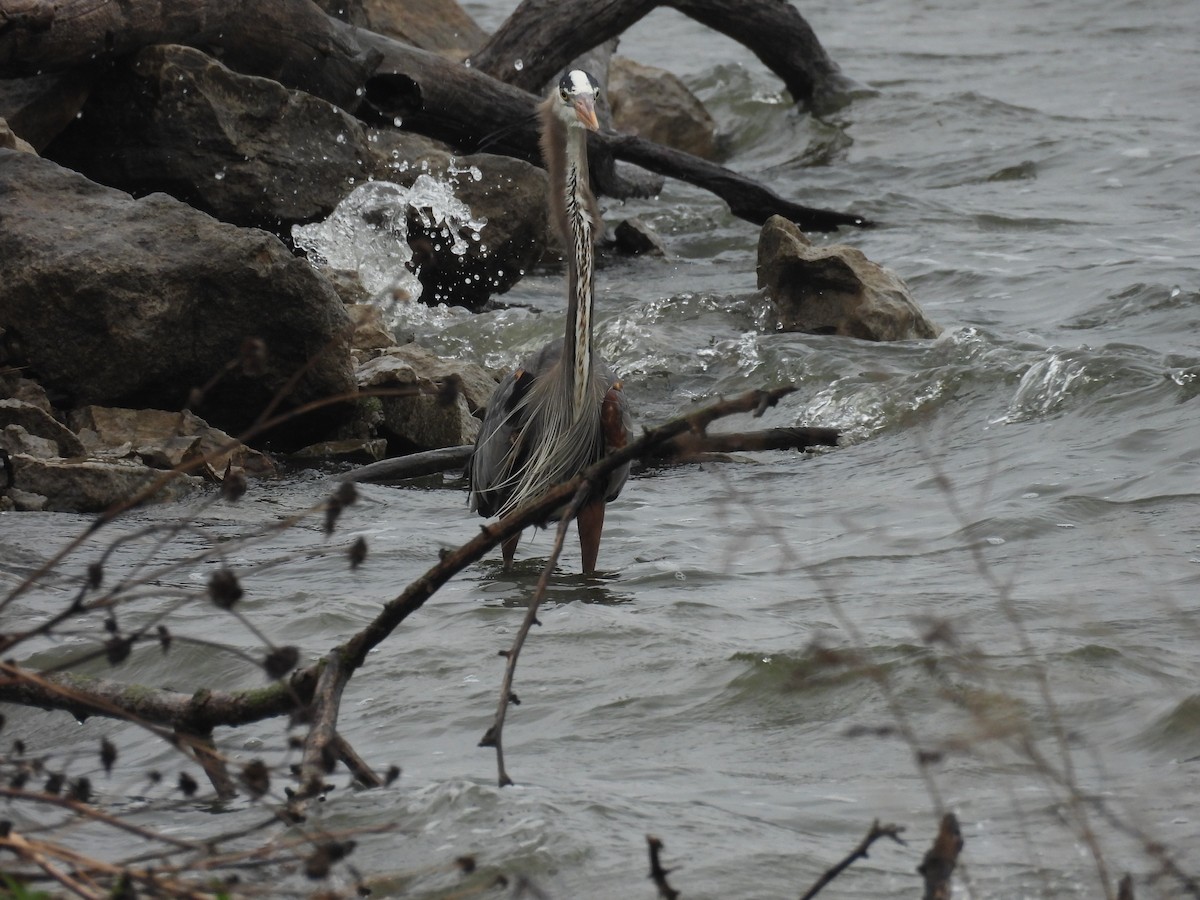 Great Blue Heron - ML618048493