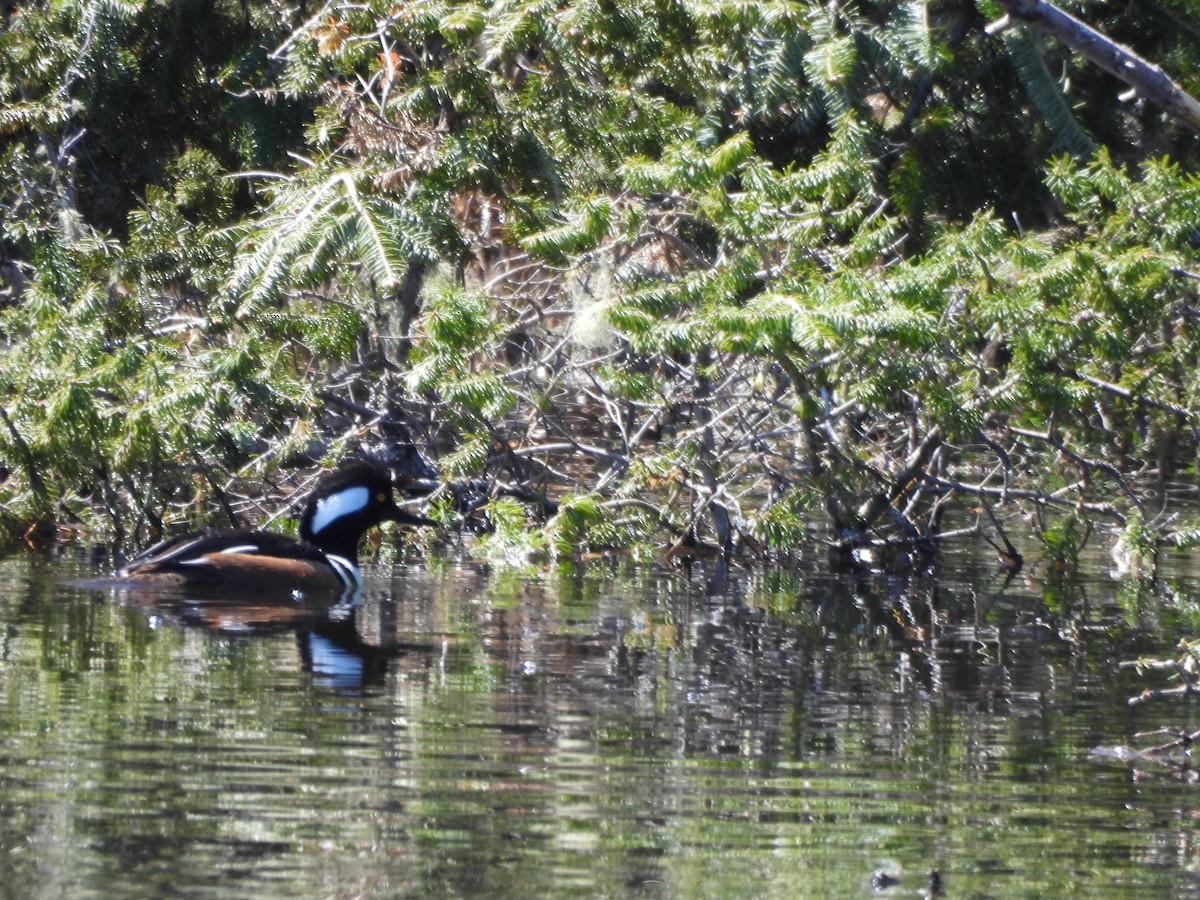 Hooded Merganser - Evan Houlding