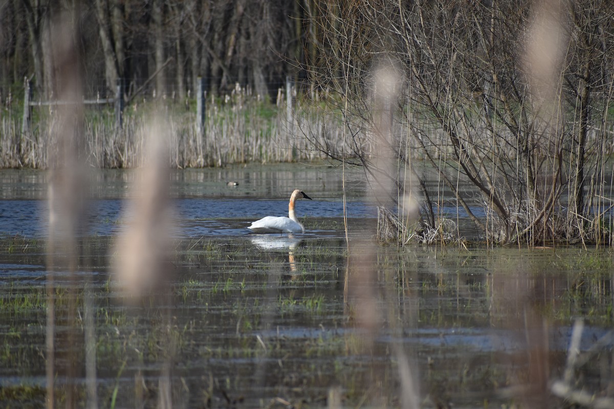 Trumpeter Swan - Anonymous