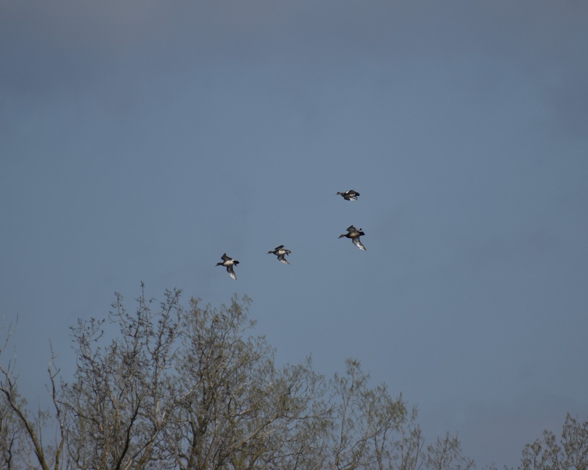 American Wigeon - ML618048514