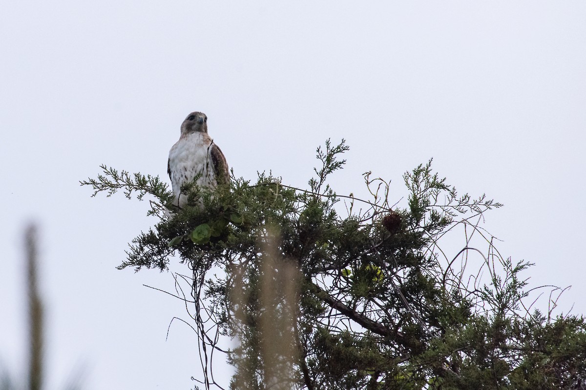 Red-tailed Hawk - ML618048517