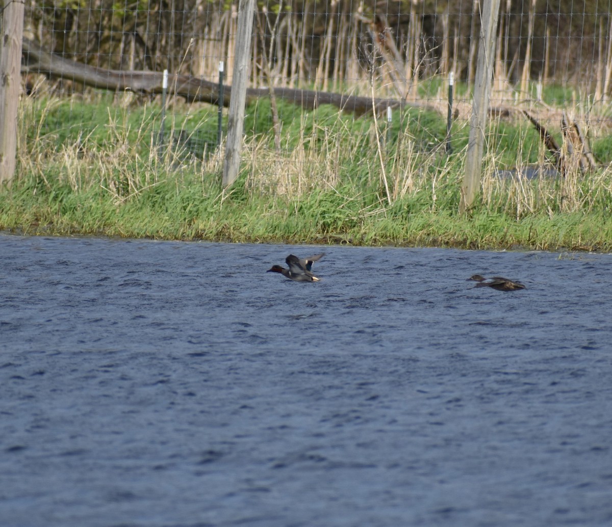 Green-winged Teal - ML618048518