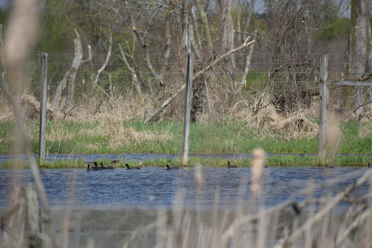 American Coot - ML618048525