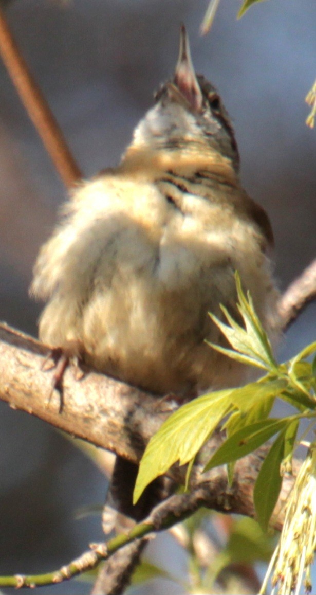 Carolina Wren - ML618048530