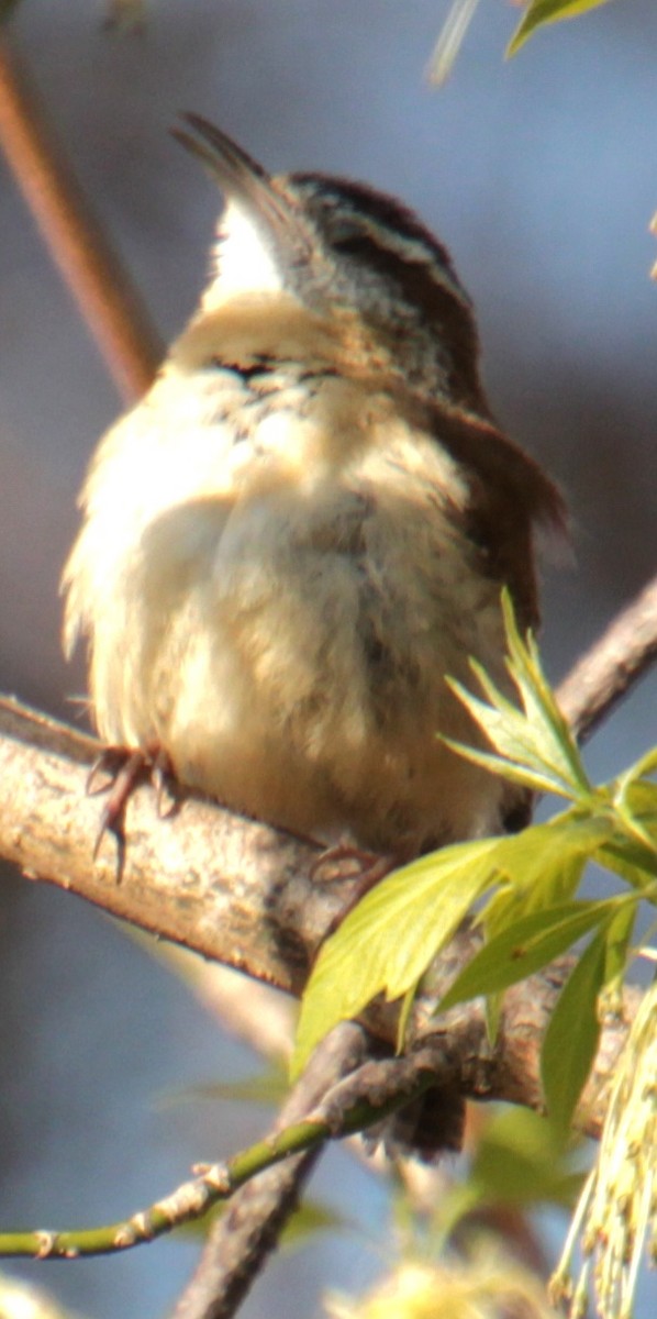 Carolina Wren - ML618048532