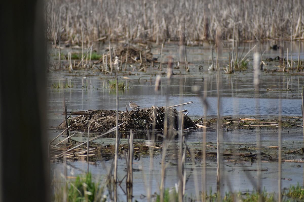 Killdeer - ML618048533