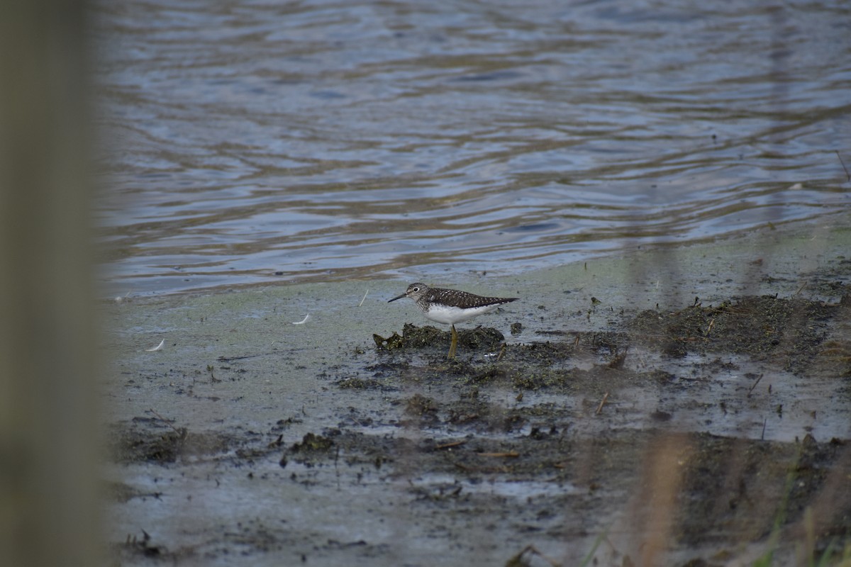 Solitary Sandpiper - ML618048538