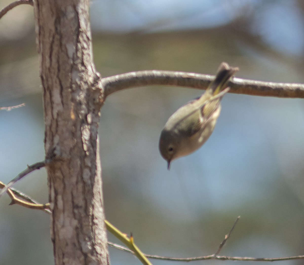 Ruby-crowned Kinglet - ML618048542