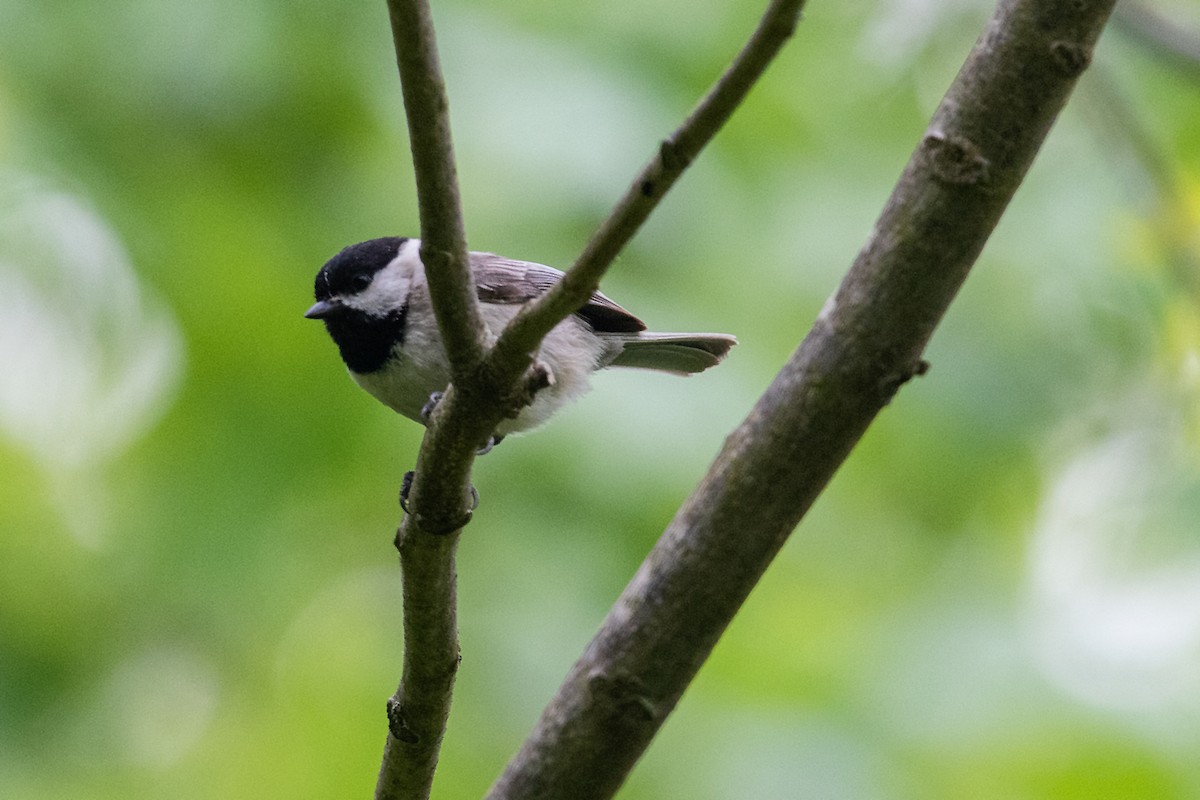 Carolina Chickadee - ML618048547