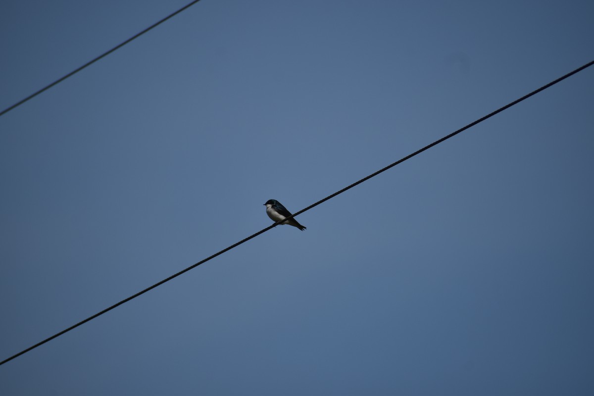 Tree Swallow - ML618048550