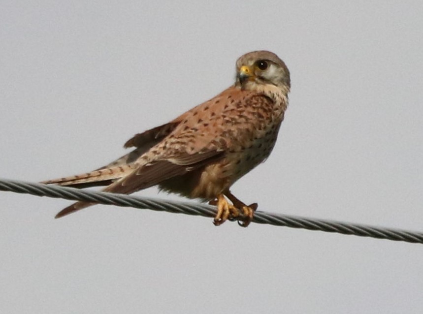 Lesser Kestrel - ML618048554