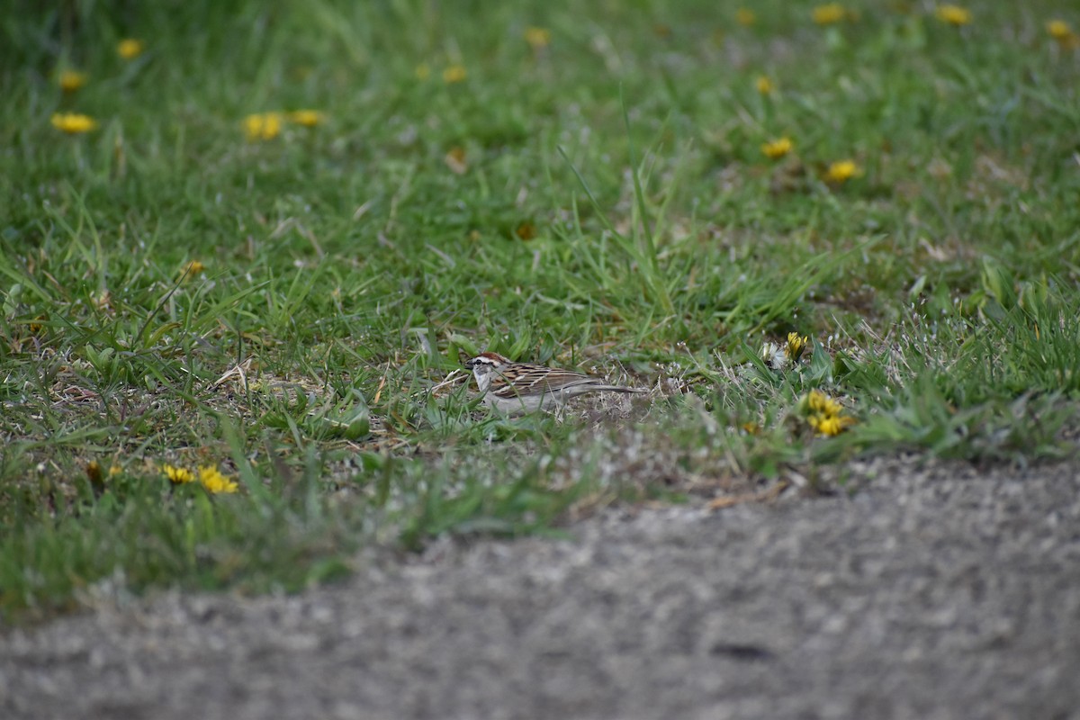 Chipping Sparrow - ML618048556