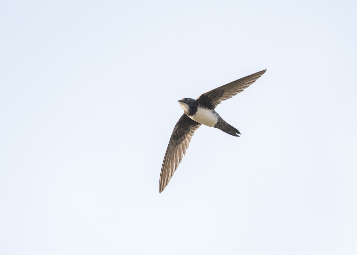 Alpine Swift - ML618048557