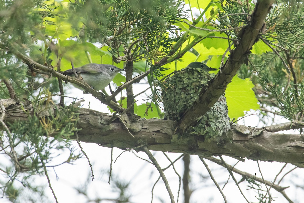 Blue-gray Gnatcatcher - ML618048561