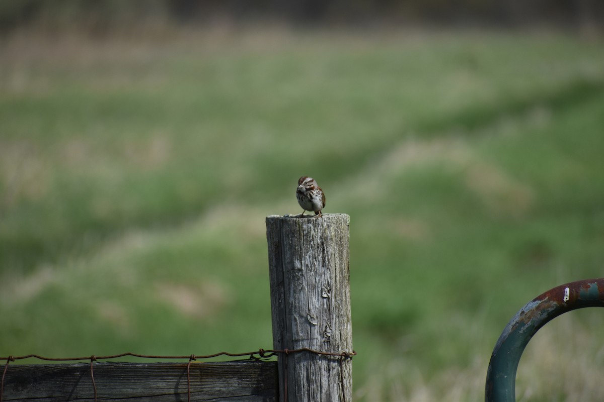 Song Sparrow - ML618048562