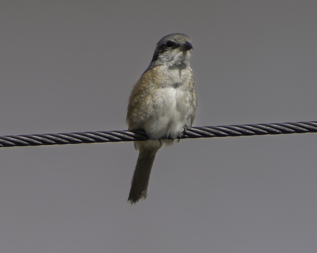 Gray-backed Shrike - ML618048579