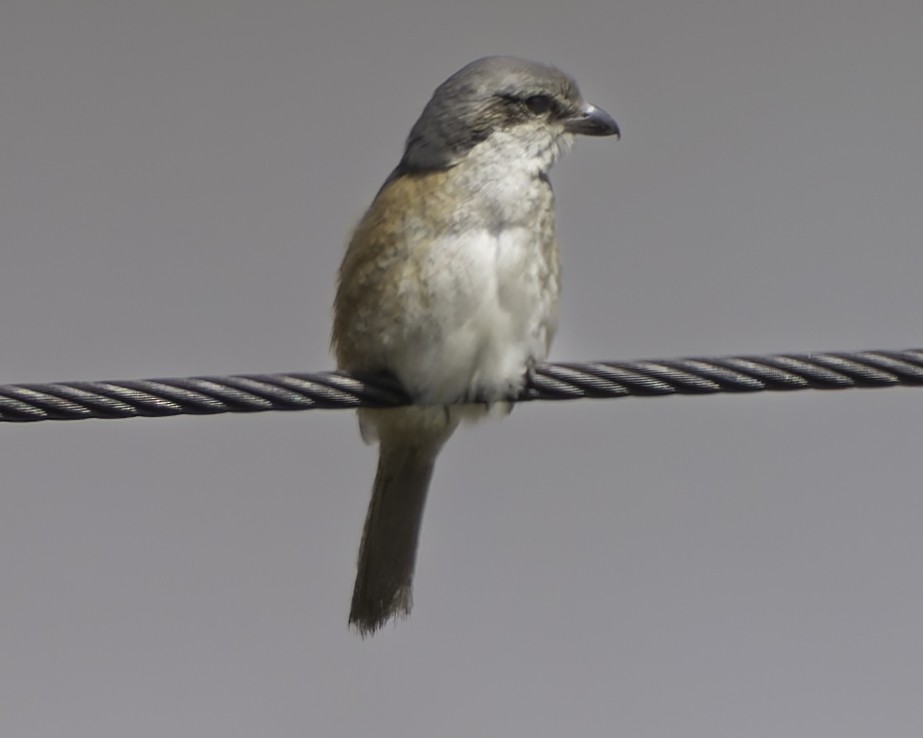 Gray-backed Shrike - ML618048580