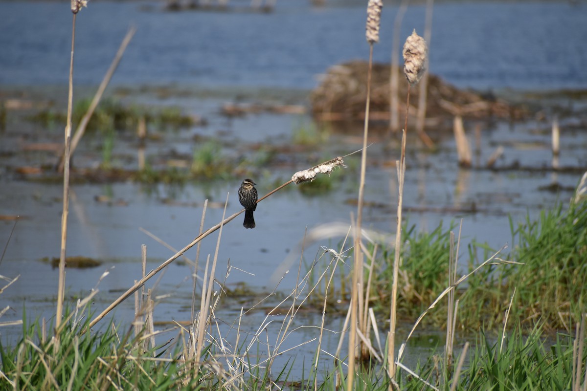 Red-winged Blackbird - Anonymous