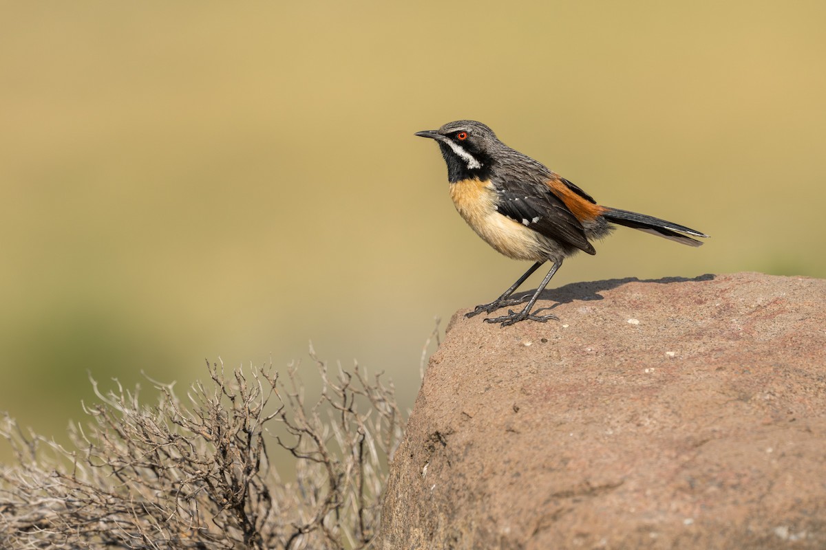 Скельник східний - ML618048587